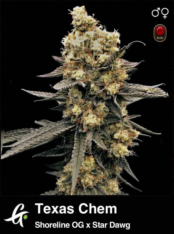 Texas Chem strain