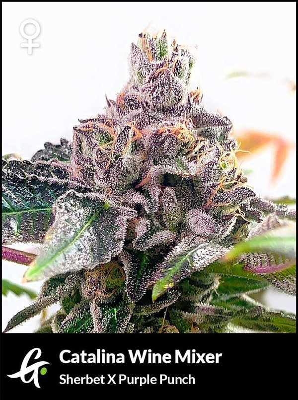 Flowering Catalina Wine Mixer Cannabis Strain (Sherbet x Purple Punch) by Greenpoint Seeds