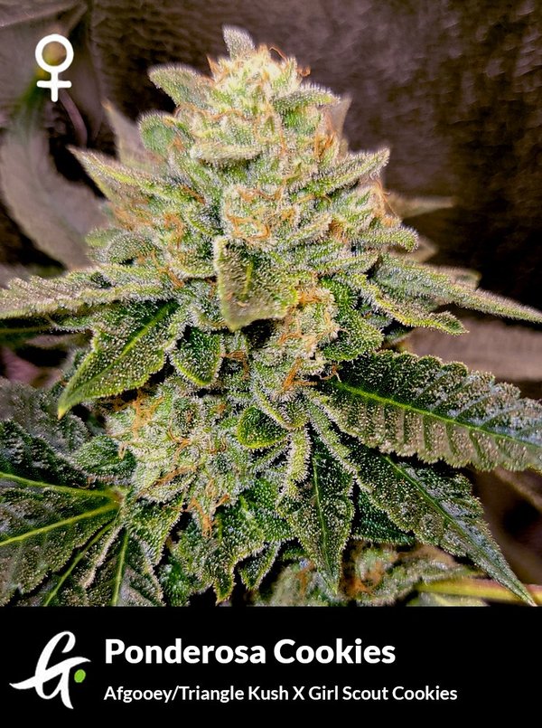 ponderosa-cookies-cannabis-strain
