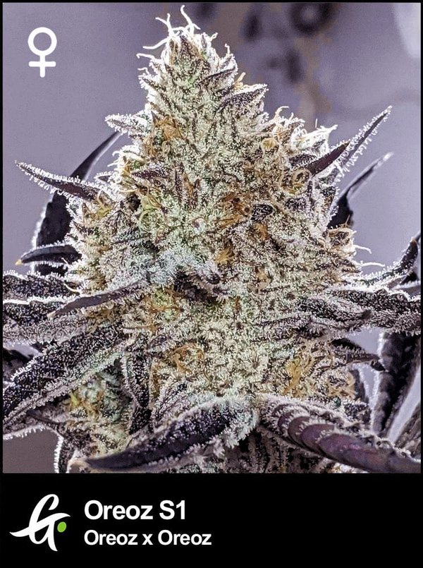 Oreoz S1 cannabis strain