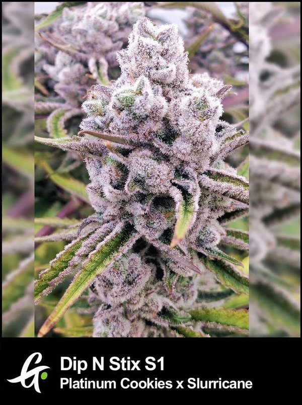 Flowering Dip N Stix S1 cannabis plant with dense buds