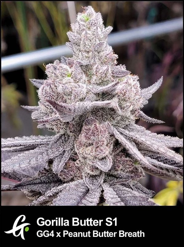Gorilla Butter S1 Flowering Cannabis Plant