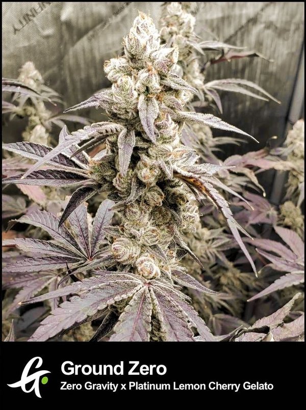 Ground Zero Flowering Female Cannabis Plant