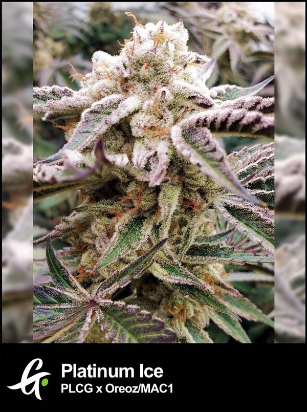 Platinum Ice strain by Greenpoint Seeds