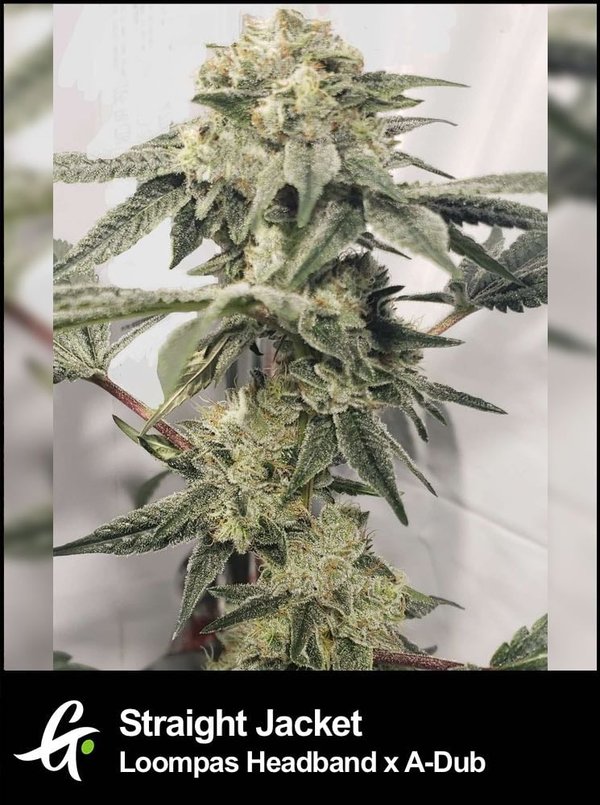 Flowering Straight Jacket cannabis plant with Loompas Headband x Adub genetics