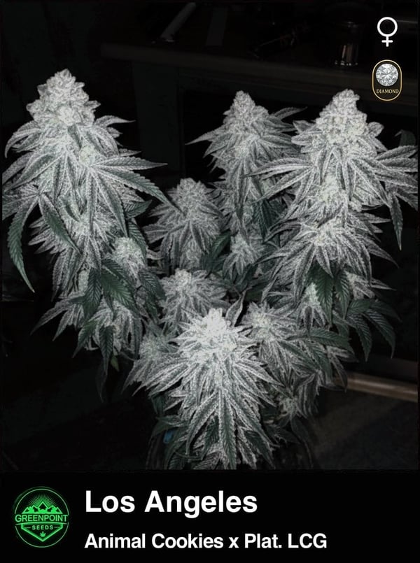 Los Angeles Strain