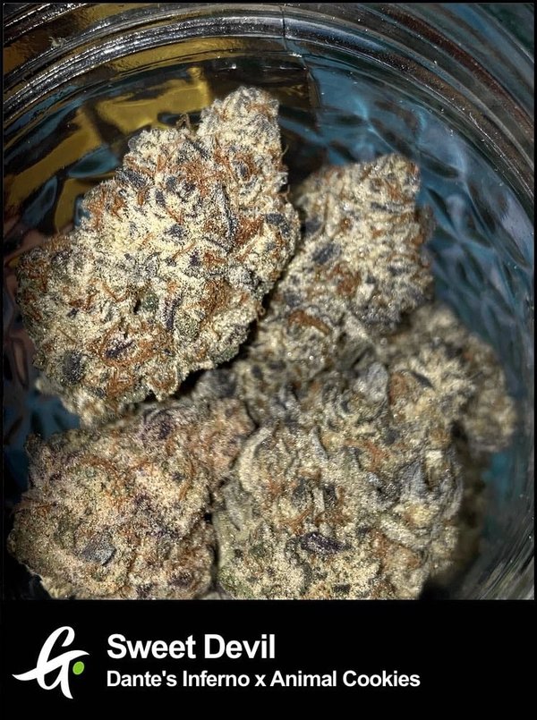 Dried Sweet Devil cannabis nugs stored in a clear glass jar.