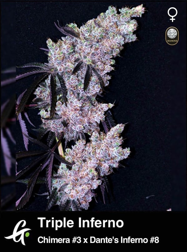 Triple Inferno