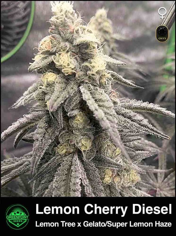Lemon Cherry Diesel