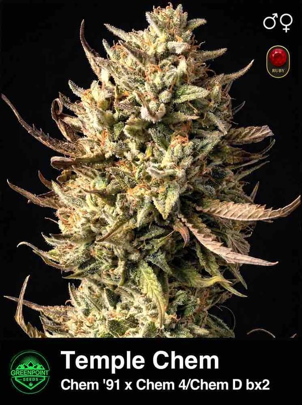 Temple Chem strain product photo