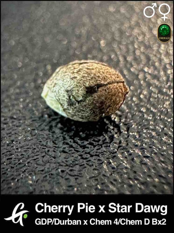 Cherry Pie x Star Dawg