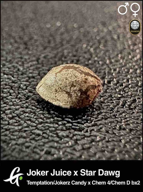 Joker Juice x Star Dawg