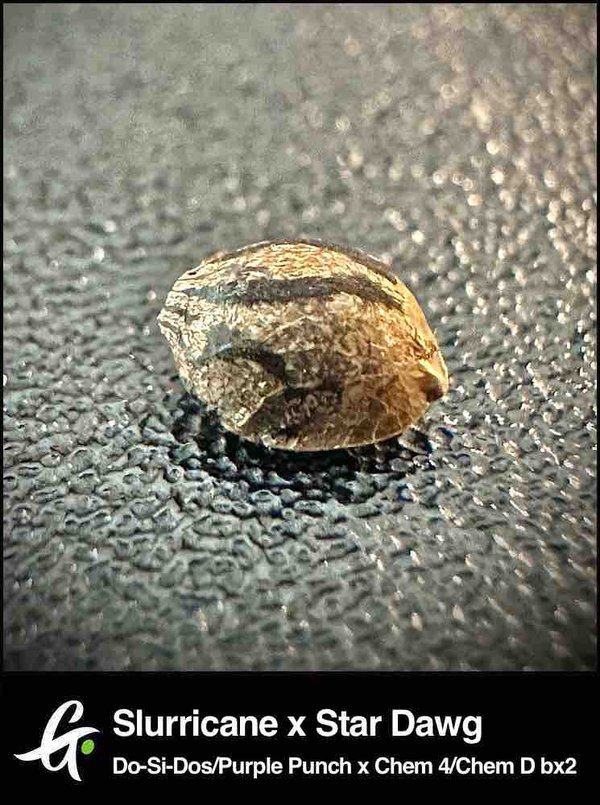 Do-Si-Dos Strain - Greenpoint Seeds