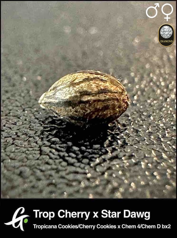 Trop Cherry x Star Dawg