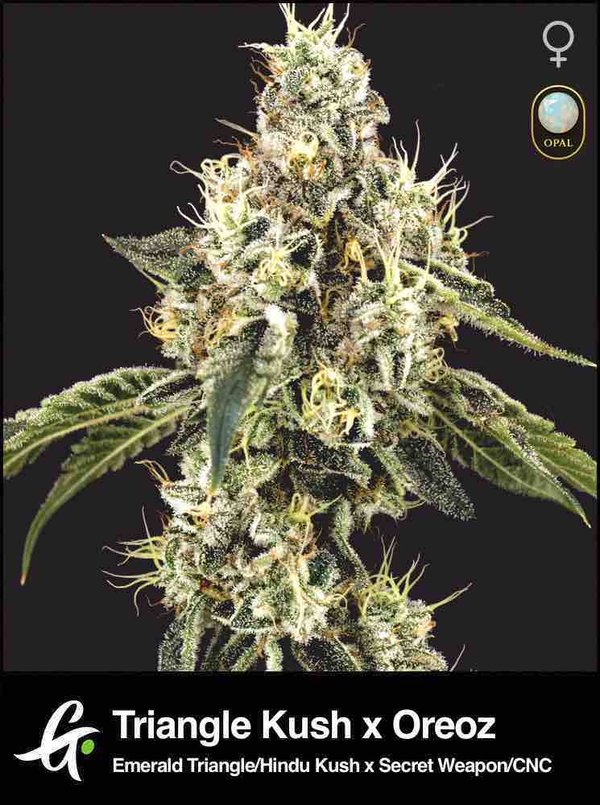 Triangle Kush x Oreoz
