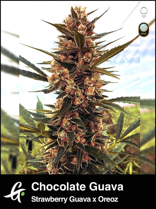 Chocolate Guava-Strain-by-Greenpoint-Seeds