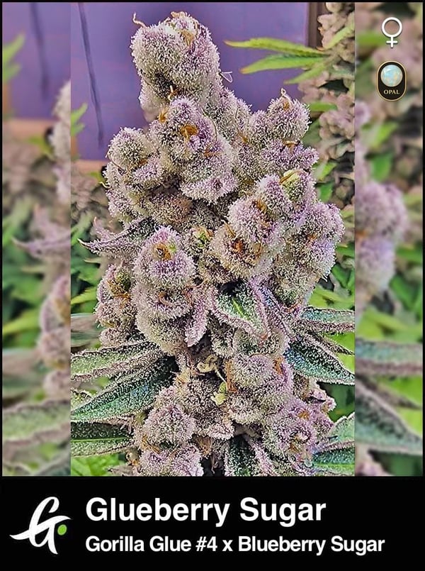 Glueberry Sugar-Strain-by-Greenpoint-Seeds