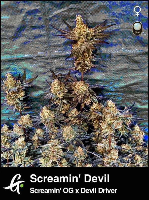 Screamin' Devil-Strain-by-Greenpoint-Seeds