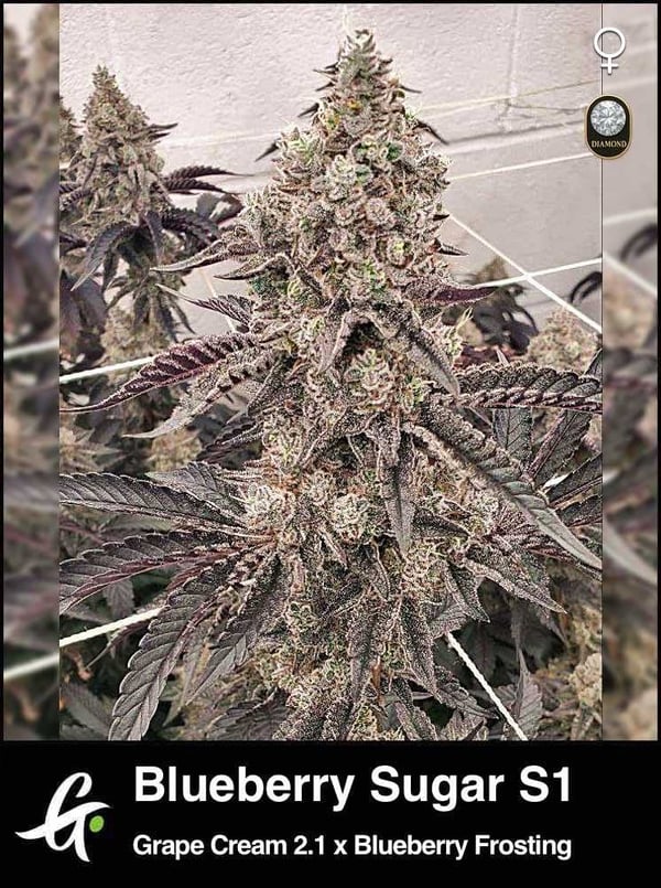 Blueberry Sugar S1