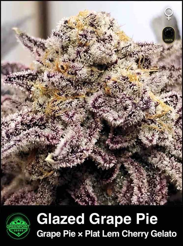 Grape Pie × Platinum Lemon Cherry Gelato