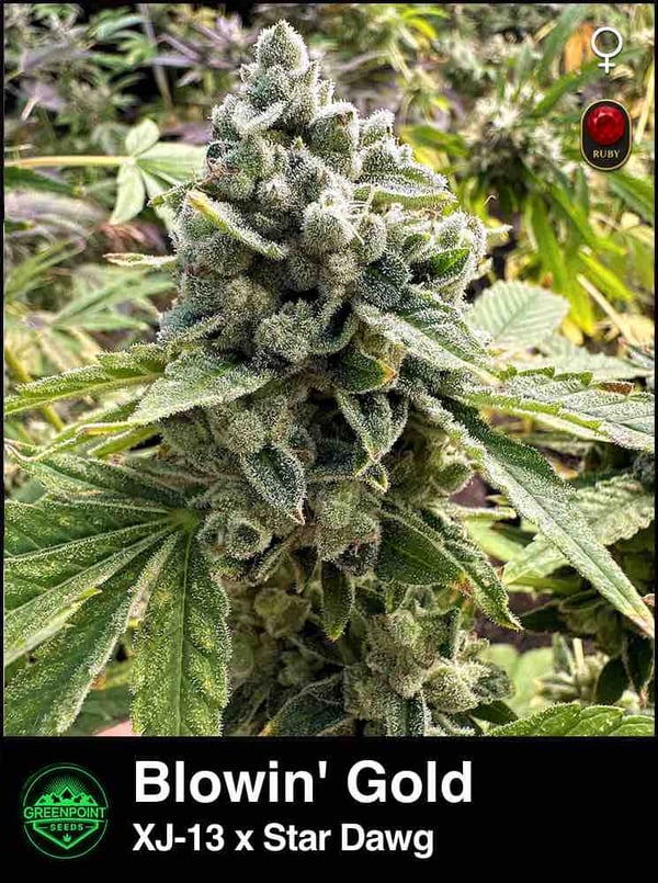 Blowin Gold