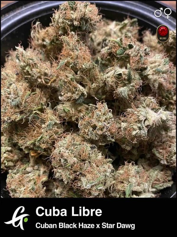 Alternative view of Cuba Libre