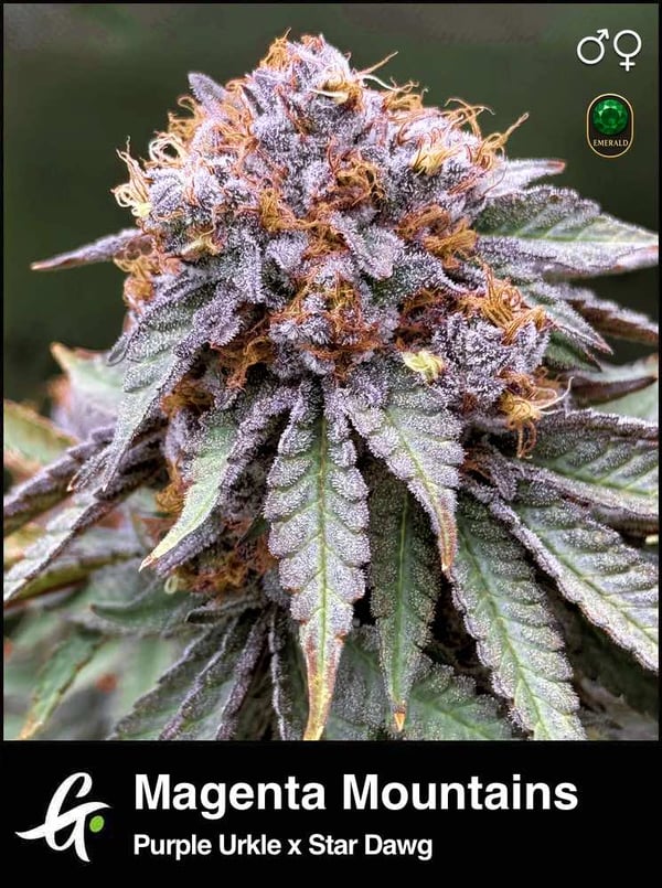Magenta Mountains strain