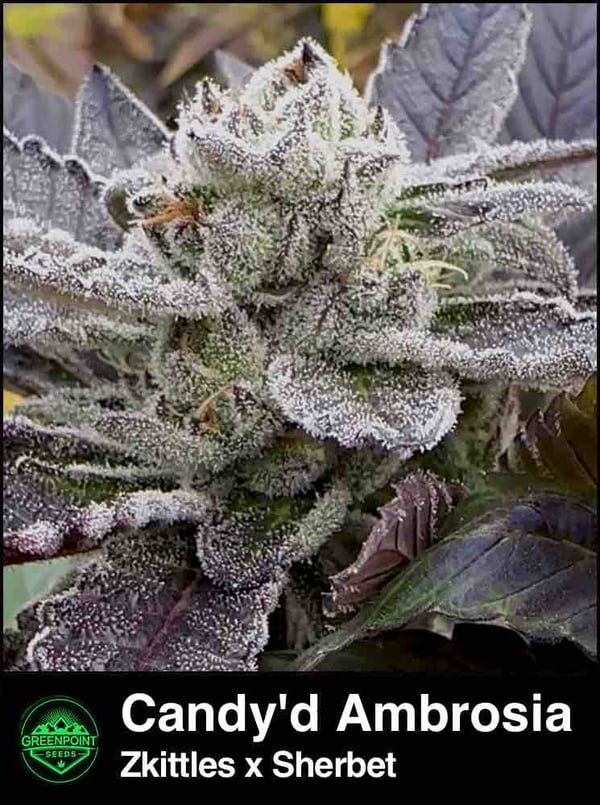 Candy'd Ambrosia
