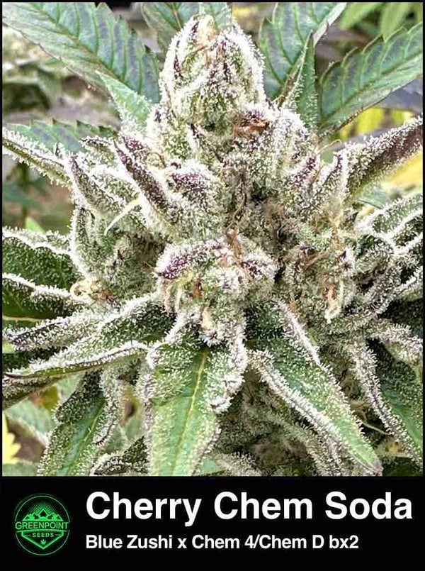 Cherry Chem Soda