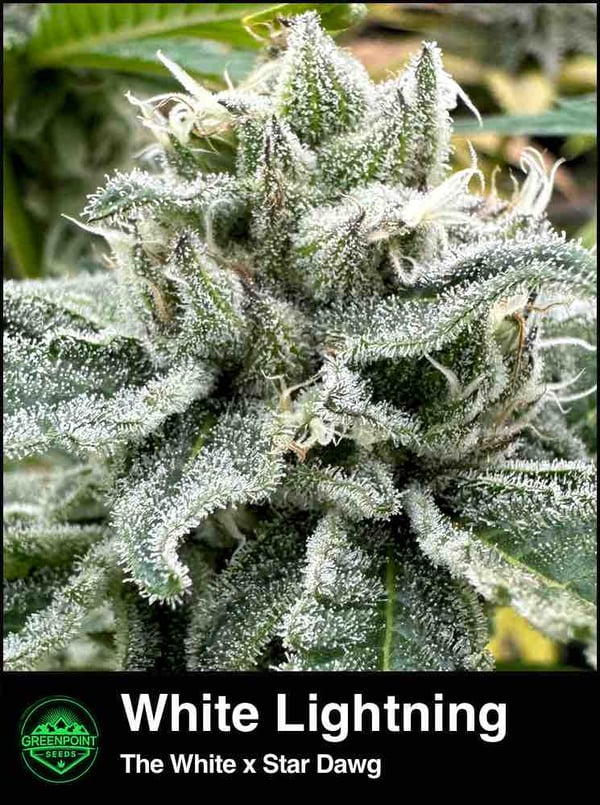 White Lightning