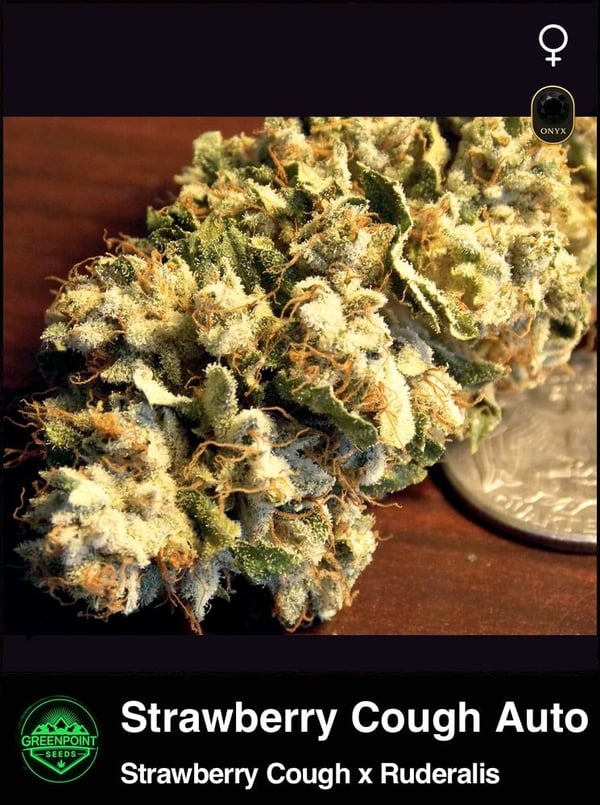 Strawberry Cough Auto | F5 Seeds with Purple Fade - Greenpoint Seeds