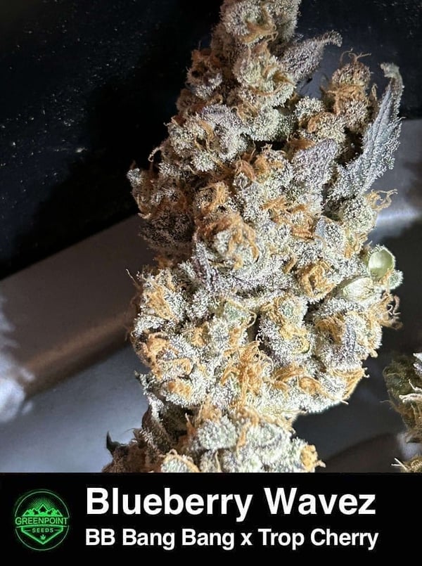 Blueberry Wavez