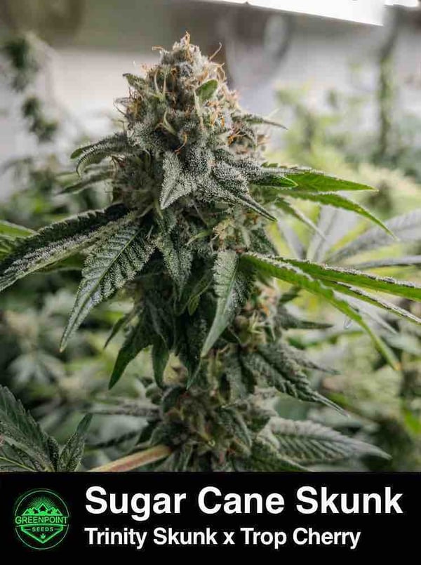 Sugar Cane Skunk