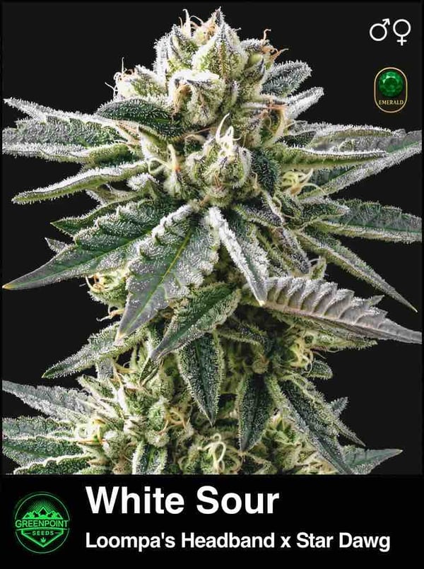 White Sour