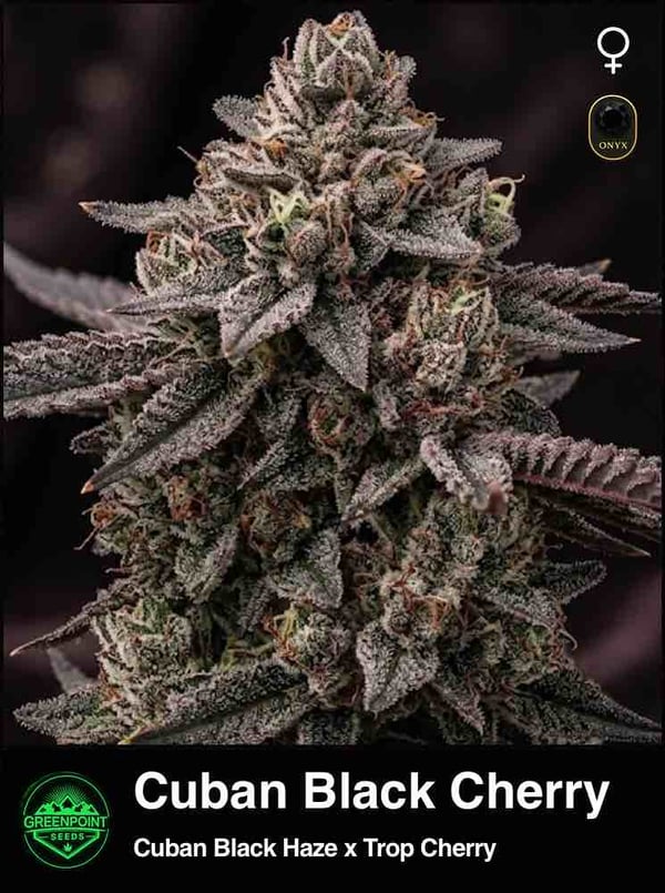 Cuban Black Cherry