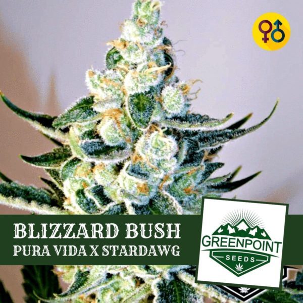 Blizzard Bush - Pura Vida X Star Dawg Cannabis Seeds | Greenpoint Seeds
