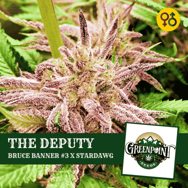 The Deputy Seeds - Bruce Banner #3 x Stardawg | Greenpoint Seeds