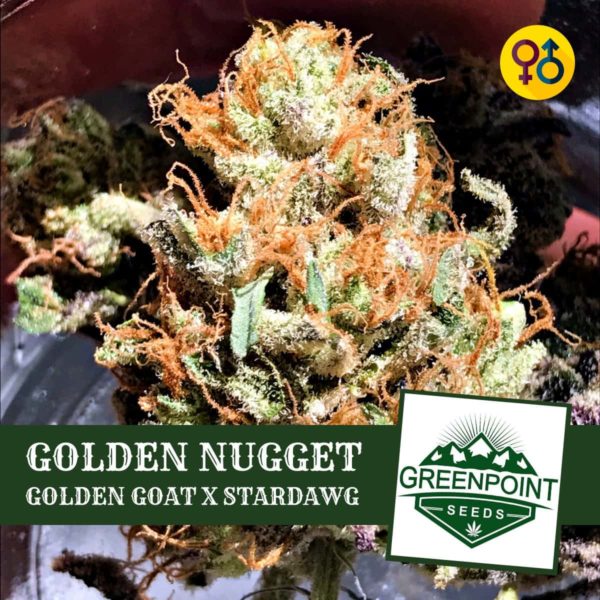 Golden Nugget - Golden Goat X Stardawg | Greenpoint Seeds