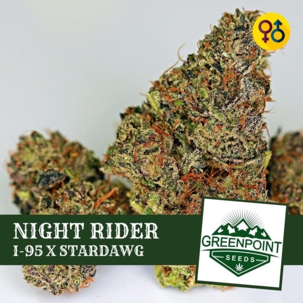Night Rider - I95 X Stardawg Cannabis Seeds | Greenpoint Seeds