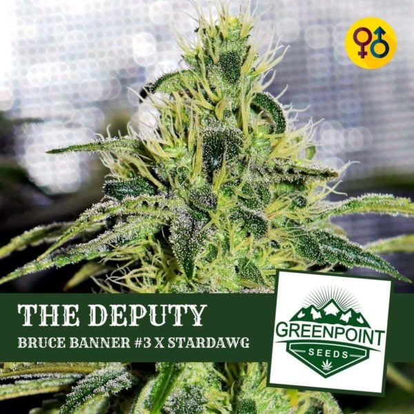 The Deputy - Bruce Banner #3 X Stardawg | Greenpoint Seeds