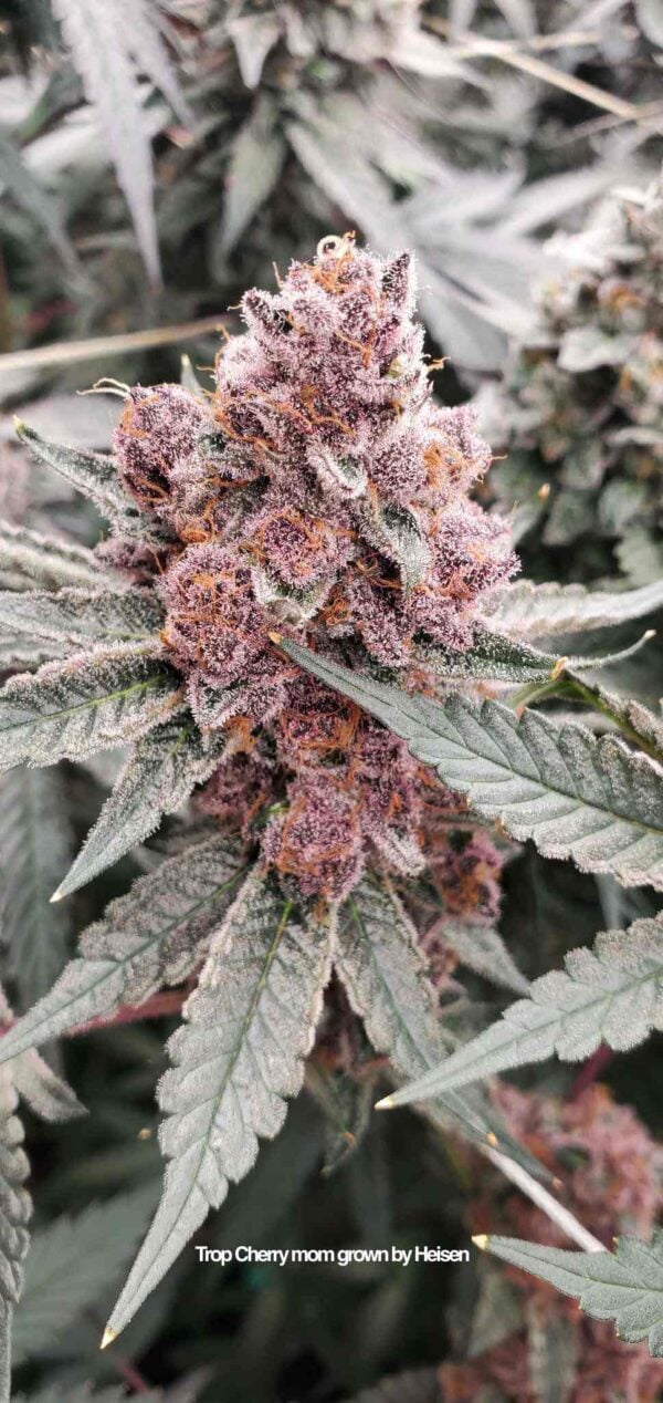 Tropicana Cherry strain in bloom