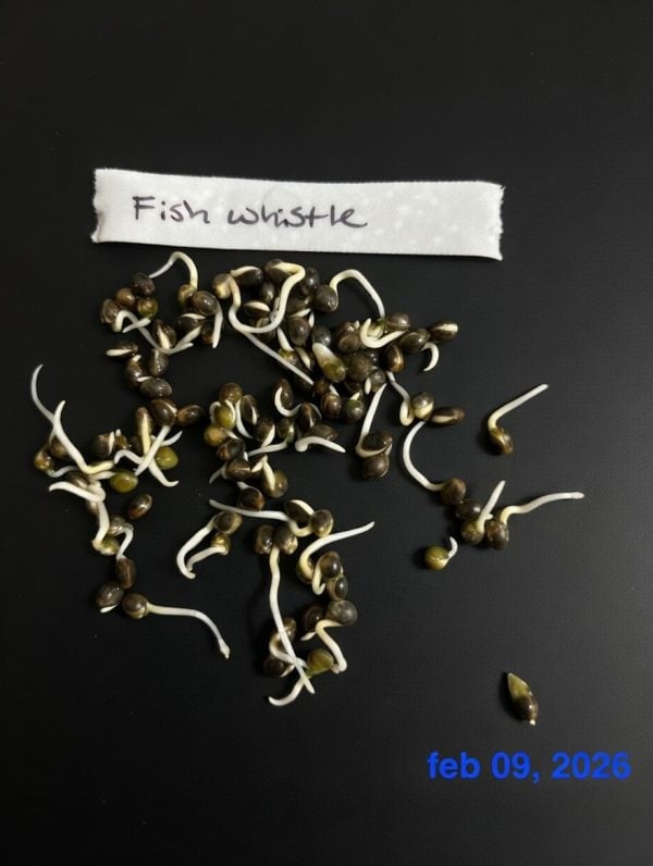 Fish whistle germination