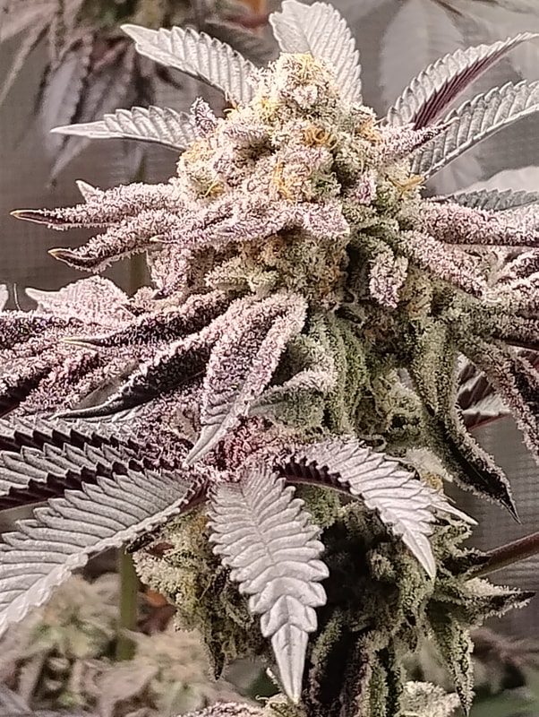 Image #1 from TIM R.