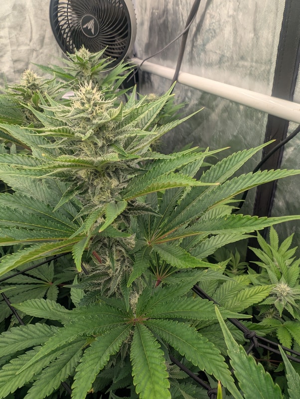 Image #3 from Christoher