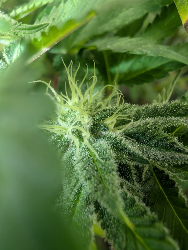 Image #2 from Christoher