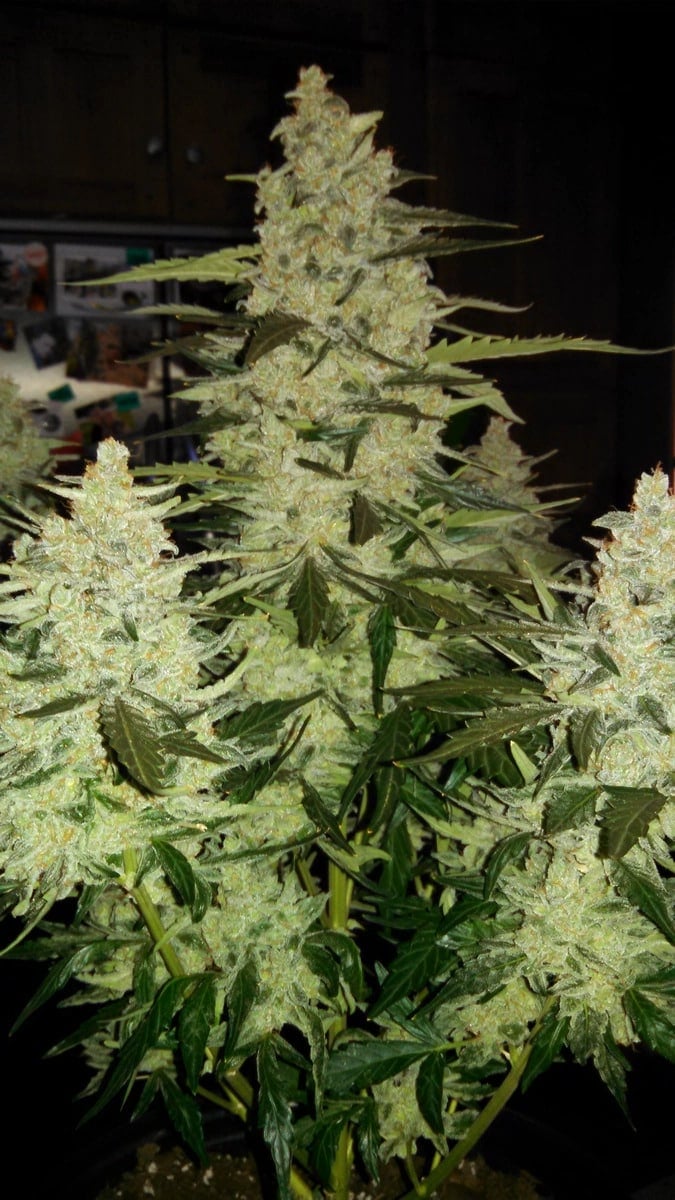 what autoflowering plants look like