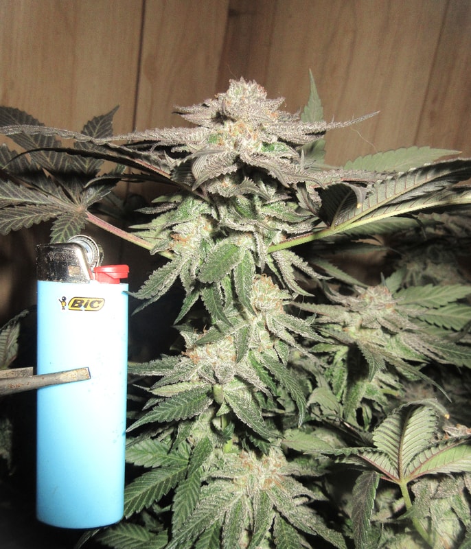 Image #3 from Douglas Christou