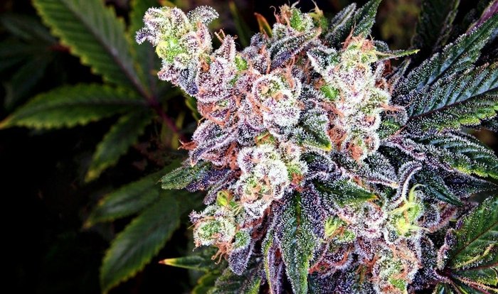 Star Dawg Cannabis Buds
