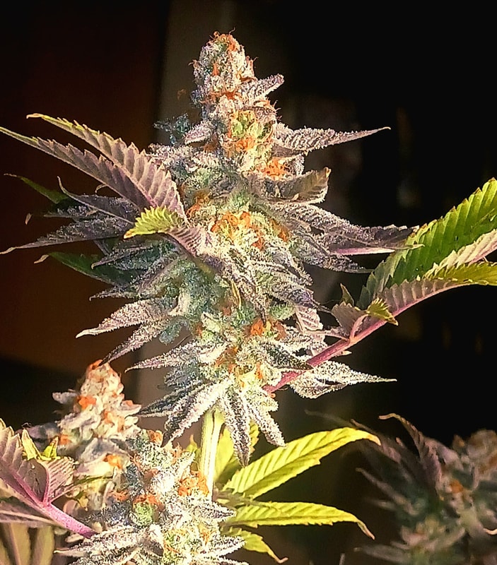 Image #1 from Gerald Blount