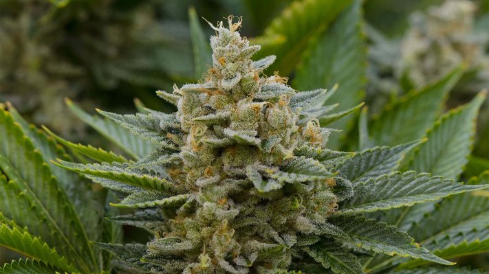 Stardawg Guava | Cannabis Seeds